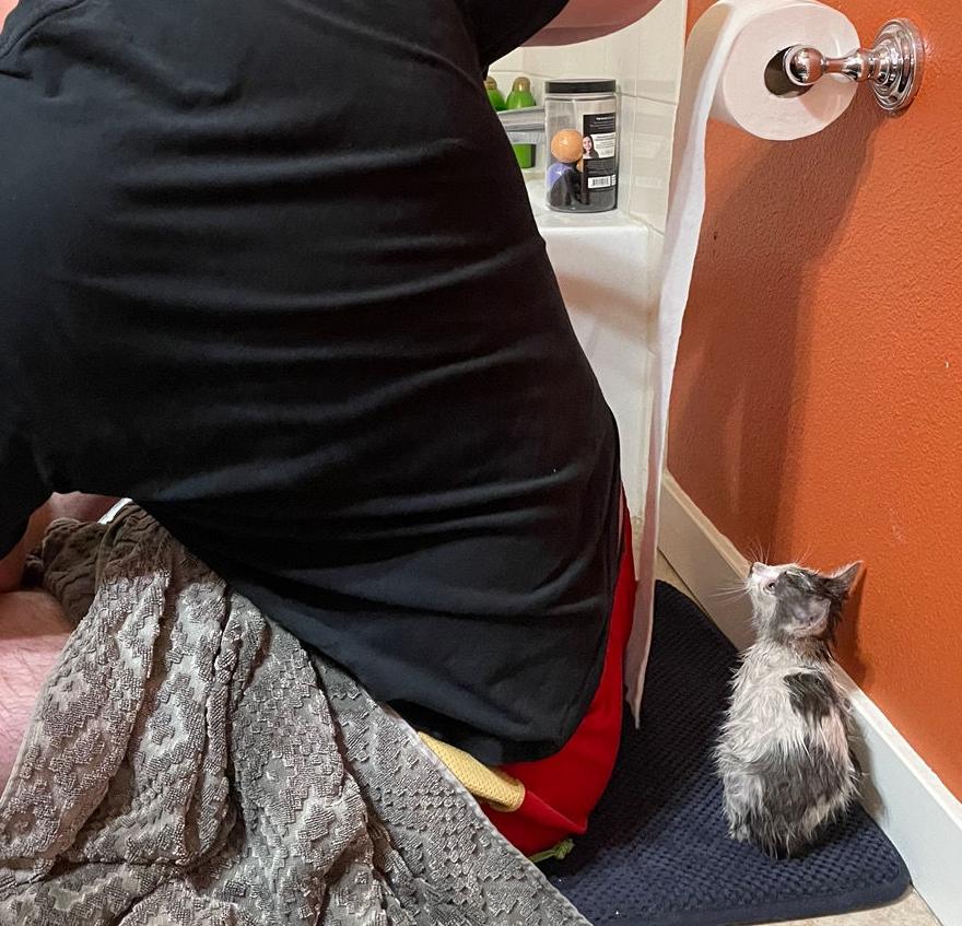 Stowaway kitty survives wild ride to Napa